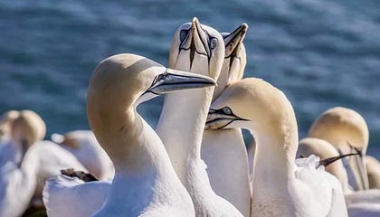 九游网页版官网-瑞·弗兰：全黑队的“防守专家”，每一次关键拦截都帮助球队稳住局面